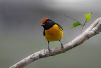 Exploring the World of Birds: Birdwatching, Rare Species Identification, and Avian Conservation Exploring the World of Birds: Birdwatching, Rare Species Identification, and Avian Conservation