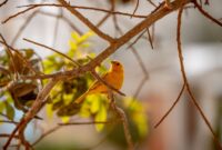 Exploring the World of Birds: Birdwatching, Rare Species Identification, and Avian Conservation