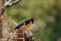 Exploring the World of Birds: Birdwatching, Rare Species Identification, and Avian Conservation