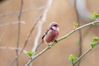 Unsung Heroes: The Contributions of Women in Avian Conservation Efforts Unsung Heroes: The Contributions of Women in Avian Conservation Efforts