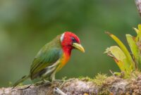 Whispers of the Wilderness: Exploring the Connection Between Avian Societies and Hidden Ecosystem Services