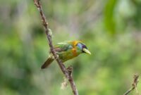 The Art of Immersive Soundscapes: Listening to Birds as Nature’s Symphony
