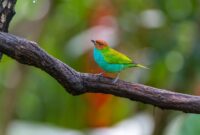 The Fascinating World of Birds: Birdwatching, Rare Species Identification, and Avian Conservation The Fascinating World of Birds: Birdwatching, Rare Species Identification, and Avian Conservation
