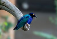 Echoes Through Time: Unraveling the Ancient Bird Call Patterns Preserved in Fossilized Songs Echoes Through Time: Unraveling the Ancient Bird Call Patterns Preserved in Fossilized Songs