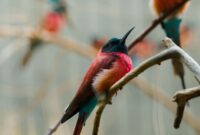 Decoding the Ancient Echoes: How Fossilized Bird Songs Reveal Climate Shifts Over Millennia Decoding the Ancient Echoes: How Fossilized Bird Songs Reveal Climate Shifts Over Millennia