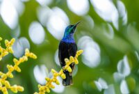The Hidden Language of Bird Songs: Deciphering the Origins of Regional Dialects in Avian Communities The Hidden Language of Bird Songs: Deciphering the Origins of Regional Dialects in Avian Communities