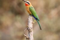 The World of Birds: Birdwatching, Rare Species Identification, and Avian Conservation