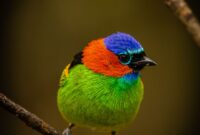 Unveiling the Hidden Melodies: How Birdsong Dialects Foster Cultural Bonds in Isolated Avian Communities Unveiling the Hidden Melodies: How Birdsong Dialects Foster Cultural Bonds in Isolated Avian Communities