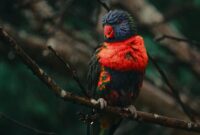 The Role of Citizen Science in the Conservation of Endangered Birds The Role of Citizen Science in the Conservation of Endangered Birds