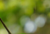 The Vibrant Role of Urban Green Spaces in Avian Biodiversity The Vibrant Role of Urban Green Spaces in Avian Biodiversity