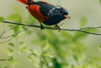 Silent Guardians: The Role of Bird Call Variations in Revealing Ecosystem Health Silent Guardians: The Role of Bird Call Variations in Revealing Ecosystem Health