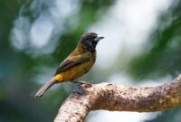 Feathered Guardians: The Unseen Impact of Indigenous Peoples in Bird Conservation Feathered Guardians: The Unseen Impact of Indigenous Peoples in Bird Conservation